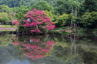 35 Dark PINK CREPE MYRTLE Lagerstroemia Indica Flowering Shrub Bush Small Tree Seeds